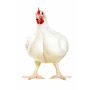 @poultryfarming8382