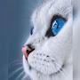@fathimairfana3471