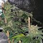 @mschanandlerbong4206