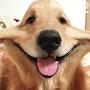 @Happydoggyy