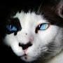 @catminister3327