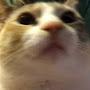 @catsarecute7517
