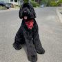 @Thor_the_giant_schnauzer