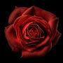 @FatimaFaisal139