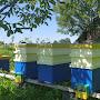 @ua_beekeeper