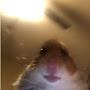 @_Hamster__