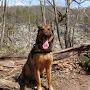 @capitolk9training12
