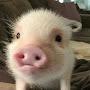 @RetroMinipig