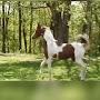@lmtrainshorses4650