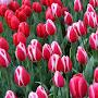 @tiptoethroughthetulips9428
