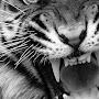 @tigerinside3058