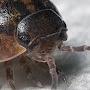 @AverageIsopod