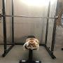 @catgymforcats