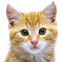 @catshow1092