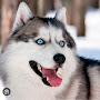 @DOG_31583