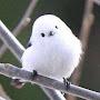 @birbamour6