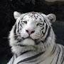 @whitenedtyger1693