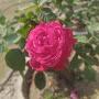 @jyotipandey6385