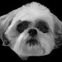 @tiffanyandtheshihtsu