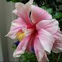 @angiebozes2281