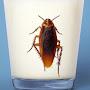 @roachmilk-qv6dr