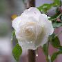 @nguyenvumailinh7282