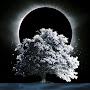 @nightfall-h8f