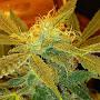 @ColtonIverson420