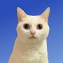 @SoybeanMilkCat