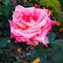 @tahiraumair2967