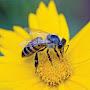 @thebeehive9735