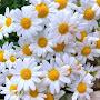 @user-ok7oo5bllyba