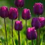 @bhavnadudhalkar6568