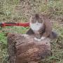 @v-13cat