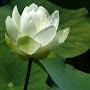 @durgeswariyadav6242