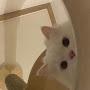 @knelnel