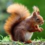 @thegoldensquirrel1189