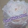 @LenaNovaPion