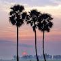 @pitchaimuthuanburajan8480