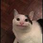 @belugacat9413