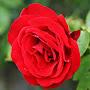 @samerasheha4397