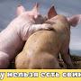 @Мосгаз-ч3я