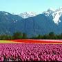 @altafbaba4572