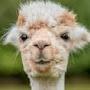 @ALEAHDOESDOTHAT2000