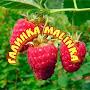 @malinka---