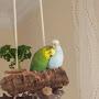 @Budgies.paradise