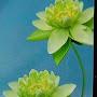 @maithao7147