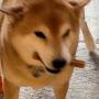 @sadllama4075