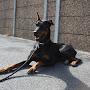 @luluthedoberman7490
