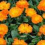 @calendula53